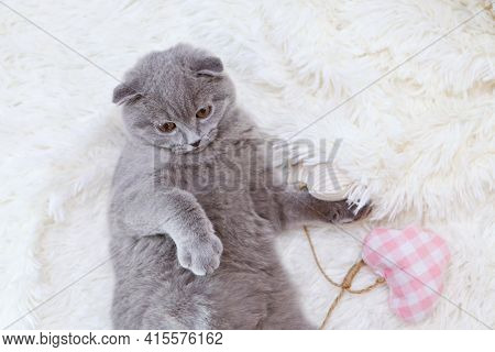 A Lop-eared Scottish Cat Lying. An Animal On A Green Background. Fun For Pets