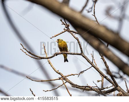 An Oriental Greenfinch, Chloris Sinica, Or Grey-capped Greenfinch, Perched In A Bare Tree Near A Far