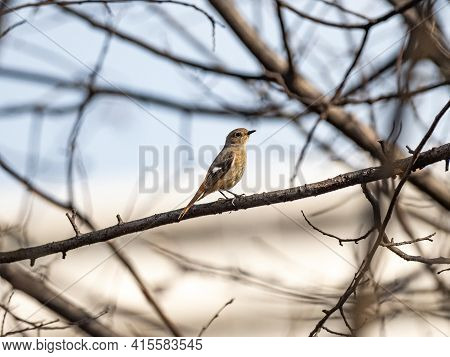 A Female Daurian Redstart, Phoenicurus Auroreus, Perched In A Winter Bare Tree Near A Farm In Kanaga