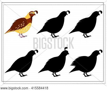 A Puzzle Game For Preschool Children. Find The Right Shadow. Cartoon Bird, Quail. Silhouette. Vector