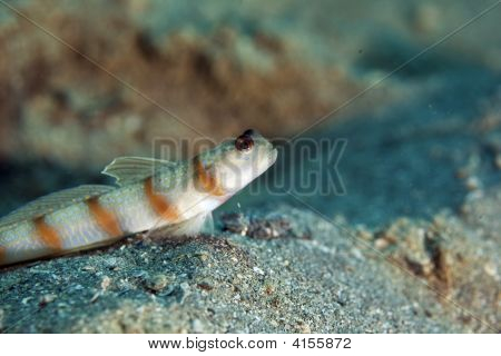 Steinitz' Shrimpgoby