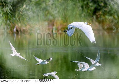 Ardea Alba Or White Heron Portrait In Habitat