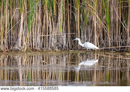 Ardea Alba Or White Heron Portrait In Habitat