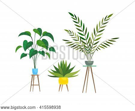 Indoor Plants. Tropical Ficus Or Palm In Pot On Wooden Stands, Houseplant Decorative Collection, Col