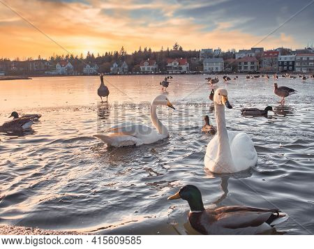 White Swans And Colored Ducks Swimming On City Lake In Rejkjavik, Iceland