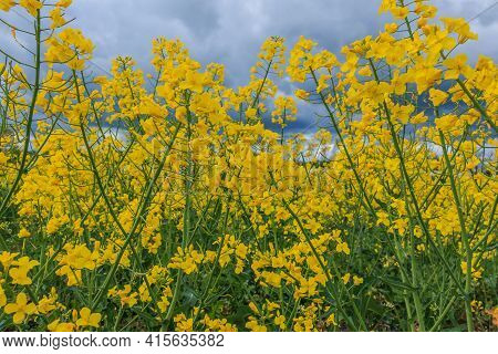 Landscape Of Brassica Napus Plants From A Rapeseed Field. Lots Of Yellow Flowers With Green Stem And