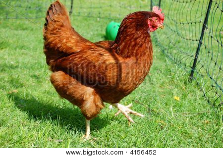 Freerange курица