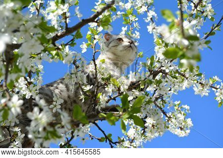 A Grey Cat Of The British Lop-ear (scottish-fold) Breed Stands On A Flowering Plum Tree And Looks In