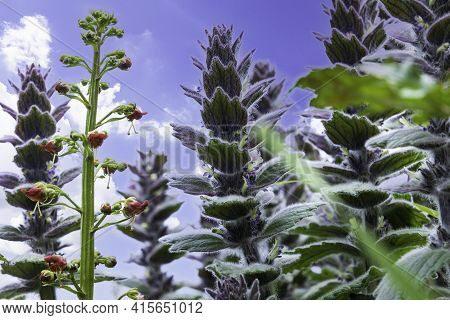 Blooming Ajuga Pyramidalis Close Up Against The Blue Sky