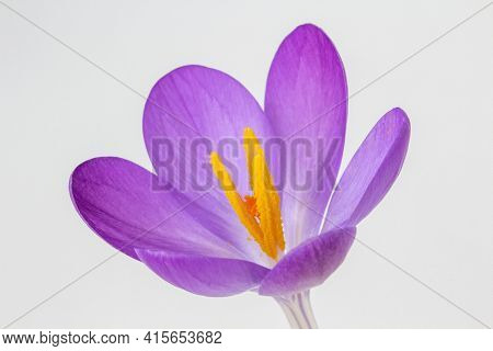 Closeup Image Of A Crocus Tommasinianus Against A White Background