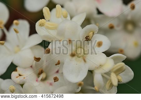 Beautiful Macro View Of Arrowwood (korean Spice Viburnum Carlesii) Spring Blossoms With Anthers And 