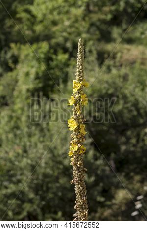 Flora Of Greece. A Tall, Medicinal Plant (verbascum Phlomoides) With Yellow Flowers Grows In The Mou