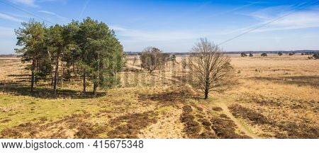 Panorama Of A Heather Field With Trees In Nature Area Drents-friese Wold, Netherlands