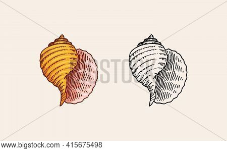 Sea Shell Or Mollusca Different Forms. Engraved Hand Drawn In Old Sketch, Vintage Style. Nautical Or