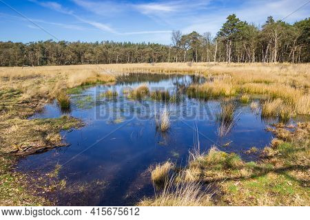 Small Pond In The Forest Of The Drents-friese Wold, Netherlands