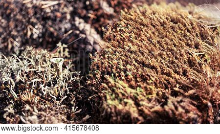 Foliose Cyan Lichens And Moss Polytrichum Commune Close-up In Forest, Selective Focus, Natural Botan