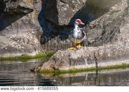 White And Black Duck With Red Head, The Muscovy Duck, Standing On The Shore Of The Pond With Its Cut