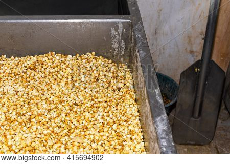 A Lot Of Freshly Washed Corn In A Tub