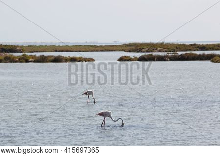 Flamingos In The Water Of The Ebro Delta