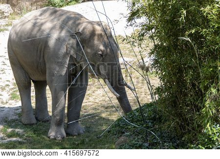 Adult Elephant Stands On A Green Bamboo And Pupes Grass For Frees. Photographed At Leipzig Zoo.