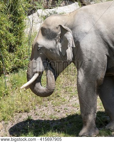 Adult Elephant Stands On A Green Bamboo And Pupes Grass For Frees. Photographed At Leipzig Zoo.