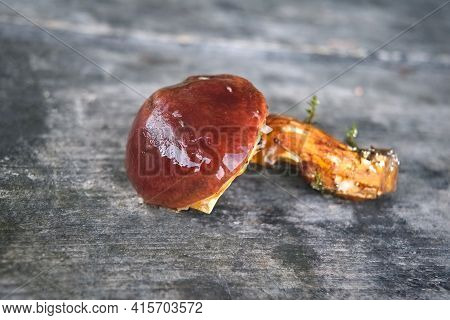 Forest Edible Mushroom. Freshly Picked Boletus On Wooden Background.xerocomus Subtomentosus Over Woo