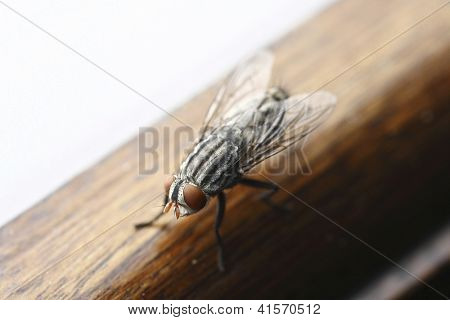 ภาพของ Mosca อย่างใกล้ชิด