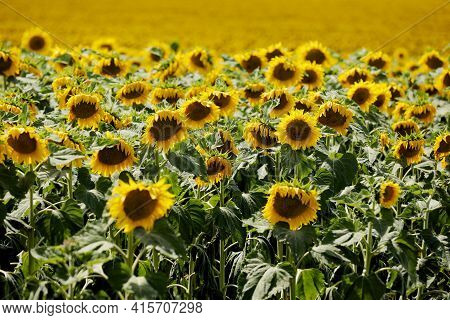 Sunflower Natural Background. Sunflower Blooming. Sunflower Field England Worcestershire Pershore Su