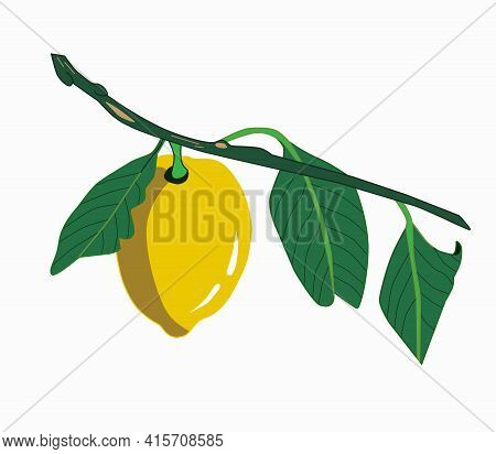 Lemon Fruit On A Branch With Leaves Isolated On A White Background. Fresh Citrus Fruits. Vector Illu