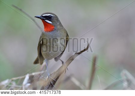Beautiful Male Of Siberian Rubythroat In Breeding Plumage With Bright Red Feathers On Its Chin, Amaz