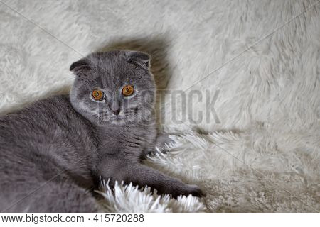 A Lop-eared Scottish Cat Lying. An Animal On A White Background. Fun For Pets