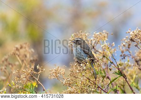 Small Bird Brown-rumped Seedeater (crithagra Tristriatus), Bird Species From Eastern Africa. Simien 