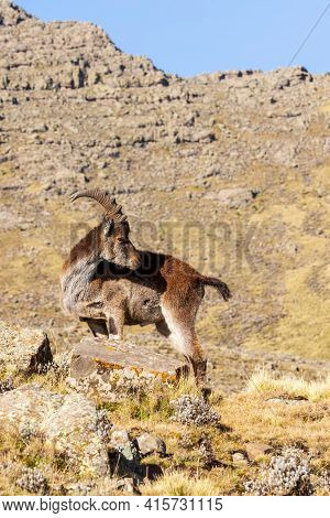 Rare Walia Ibex In Simien Mountains Ethiopia