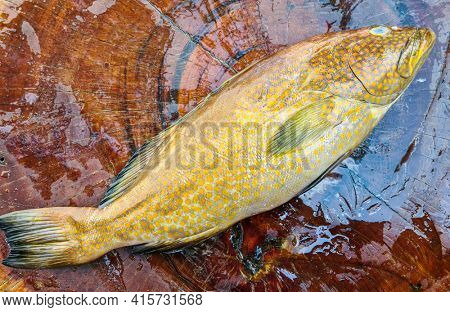 Scientific name Mycteroperca, Family Serranidae, fish is typical of rocky shores and coral reefs, widely found on the coast of Brazil, popularly called Badejo.