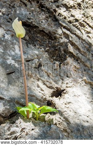 Amorphophallus Growing In The Cracked Furrows Of A Rocky Cliff