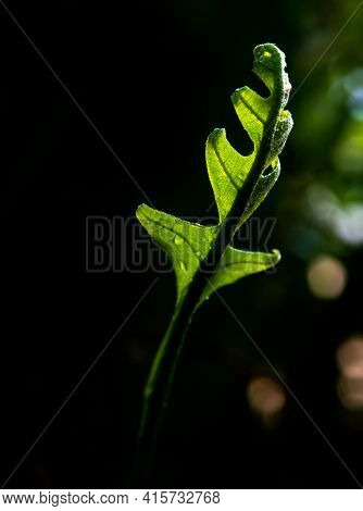 Close-up Freshness Green Leaves Of Oak-leaf Fern On Natural Background
