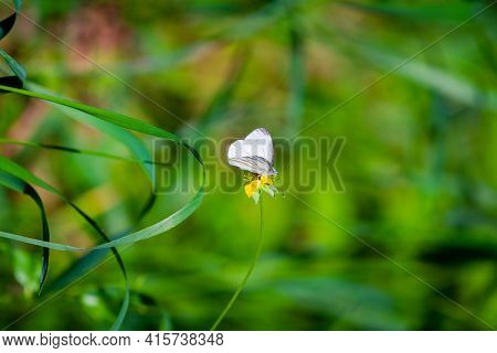 White Butterfly Or Pieris Brassicae In Wild Nature
