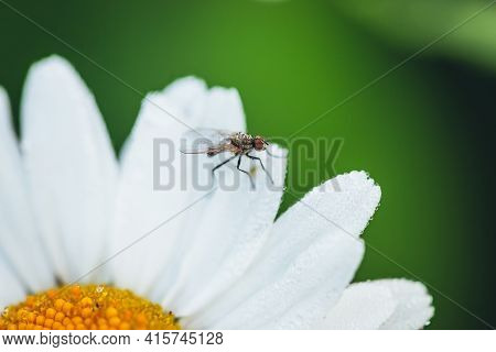 Small Fly On Wet Chamomile Petals Close-up On Green Nature Background. Vivid Natural Backdrop With S