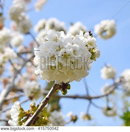 Cherry Blossoms In Sant Climent De Llobregar Barcelona Spain