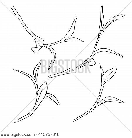 Isolated Branch Of The Tradescantia Reo On A White Background. A Set Of Contour Drawings By Hand. Do