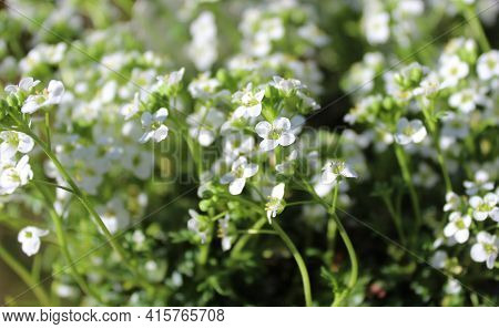 Chamois Cress In The Garden On A Sunny Day