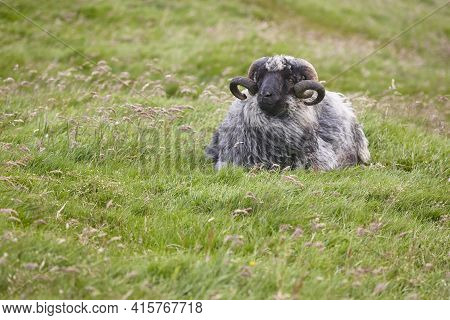 Sheep Lamb Grazing In The Countrside On Faroe Islands. Denmark