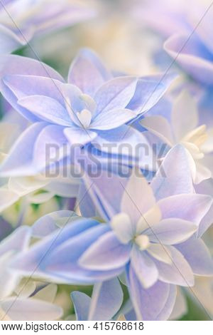 Light Natural background - gentle Hydrangea flower. Super macro of delicate small flowers.  Screen saver natural background. Pastel colored.