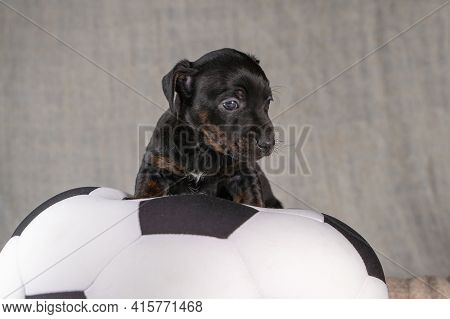 Jack Russell Terrier Puppy Lies On A Soft White With Black Toy Ball, 5 Weeks Old Brindle Dog. In Fro