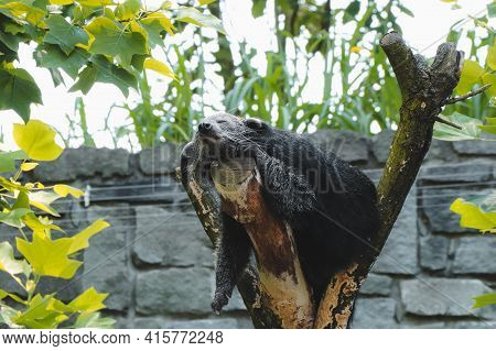 Totally Tired, Binturong Fell Asleep On A Branch, His Limbs Vertical From The Branch Down, Sleeping 