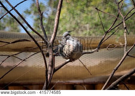 Small Bird Model Crested Pigeon Sitting On A Branch And Sticks Out Her Beautifully Colored Chest Loo