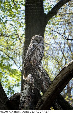 Very Rare Portrait Of The Nocturnal Bird Ural Owl, Which Sits On The Highest Possible Step And Watch