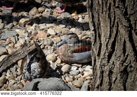 Beautiful, Brightly Colored Ringed Teal Sits In A Ball On Pebbles And Next To A Small Tree, Warming 