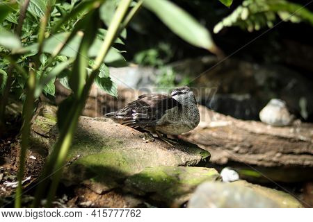 Cute Cotton Pygmy Goose Stands On A Stone And Cleans Its Feathers With Its Beak. Nettapus Coromandel