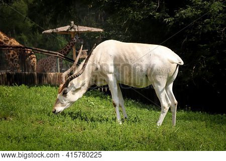 Rare And Beautiful Addax Nasomaculatus Eats Fresh Grass On Its Pasture. Screwhorn Antelope With Inte